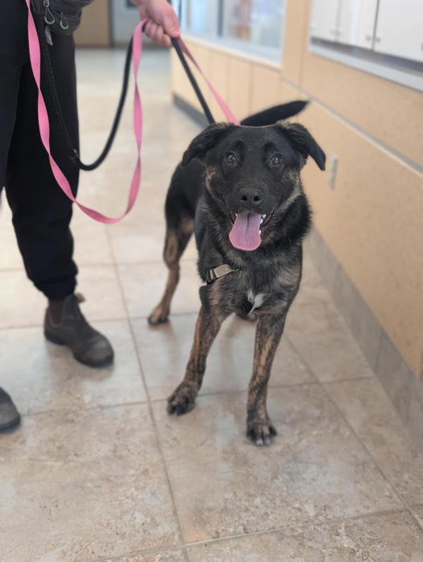 Enlarge Boone, a Adoptable mixed breed in Winnipeg, MB image 1/1