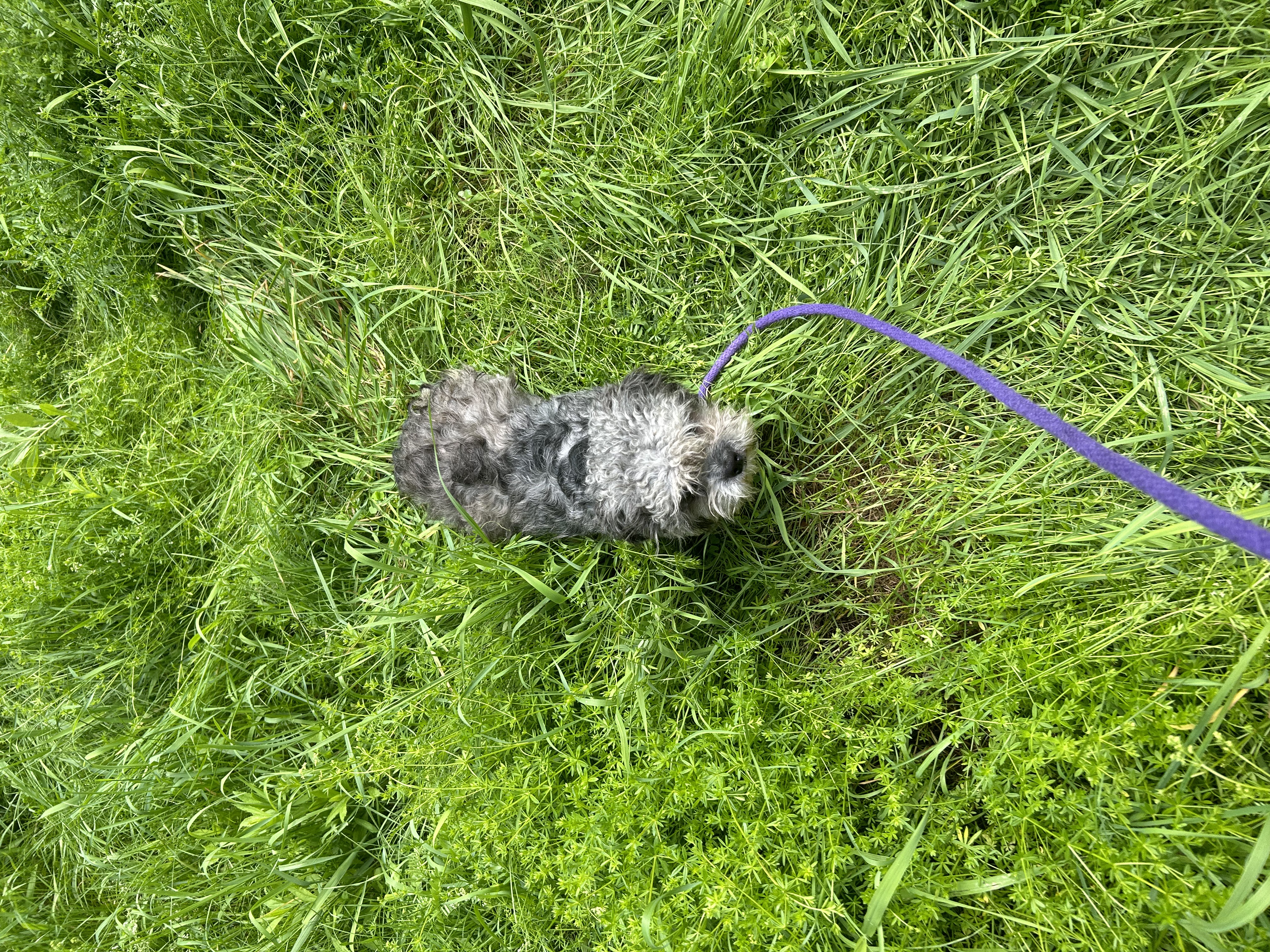 Aransas, Adopted, Adult Male Shih Tzu & Miniature Poodle.