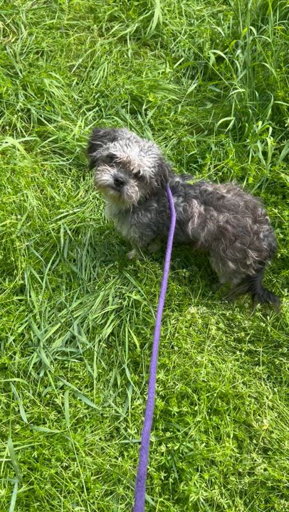 Enlarge Aransas, a Adopted mixed breed in Navan, ON video 2/2