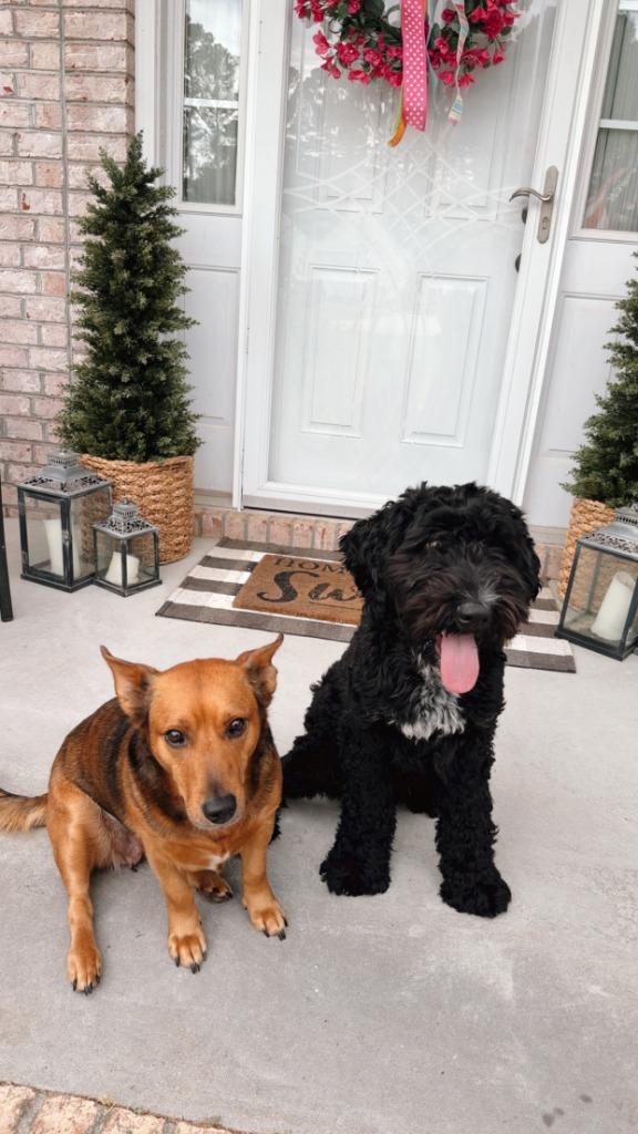 Lady, Adopted, Adult Female Mixed Breed.