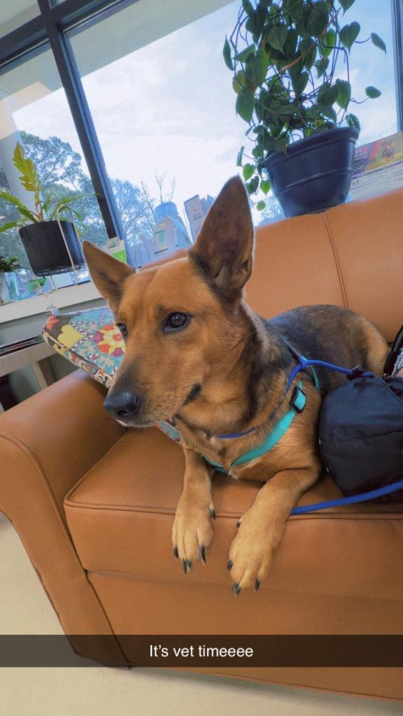Enlarge Lady, a Adopted mixed breed in Raleigh, NC image 2/6