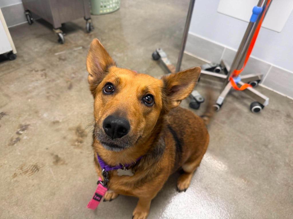 Enlarge Lady, a Adopted mixed breed in Raleigh, NC image 4/6