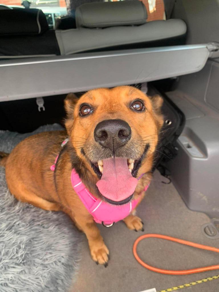 Enlarge Lady, a Adopted mixed breed in Raleigh, NC image 5/6