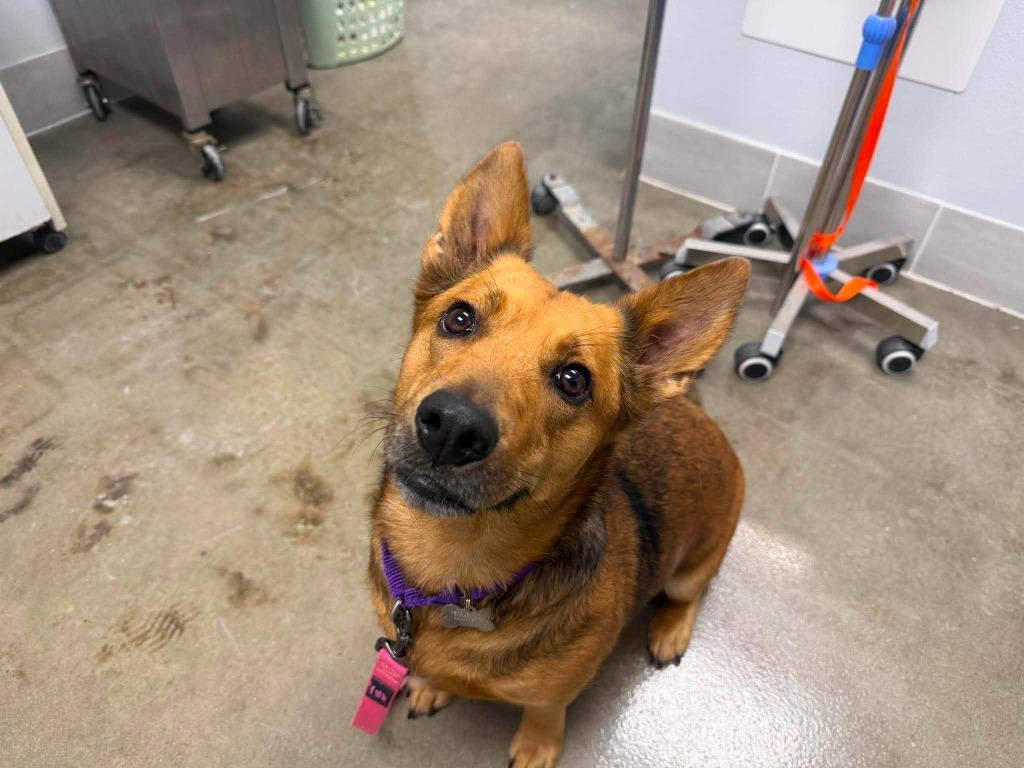 Enlarge Lady, a Adopted mixed breed in Raleigh, NC image 6/6