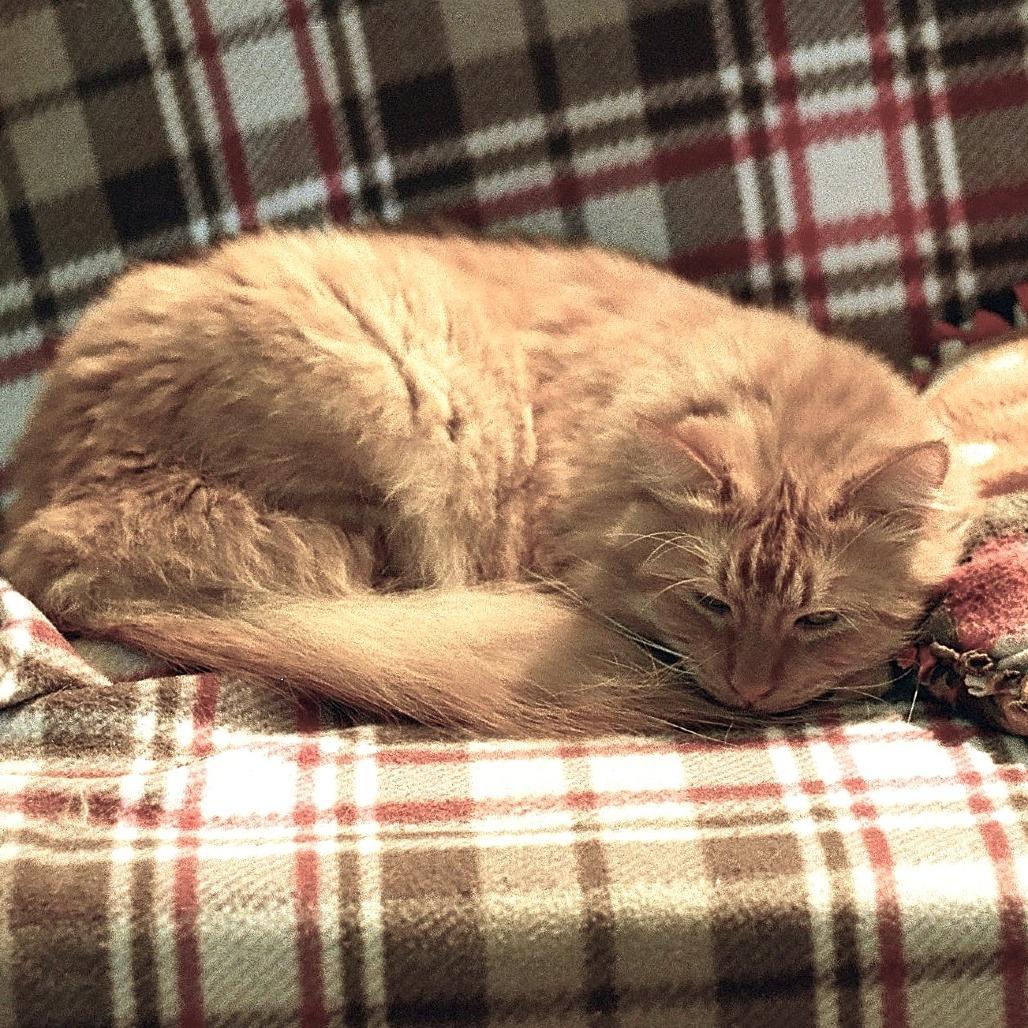 Wetzel, Adoptable, Adult Male Domestic Long Hair.