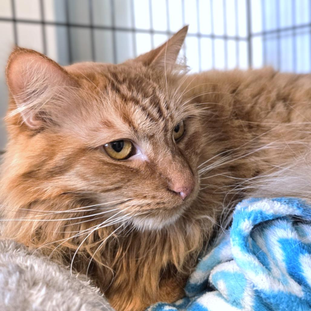 Wetzel, a Adoptable Domestic Long Hair in Springfield, OR image 3/5