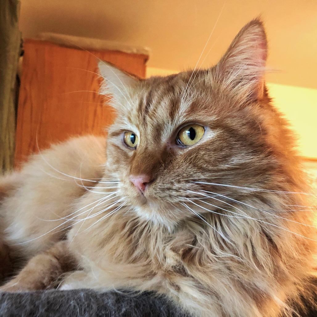 Wetzel, a Adoptable Domestic Long Hair in Springfield, OR image 4/5