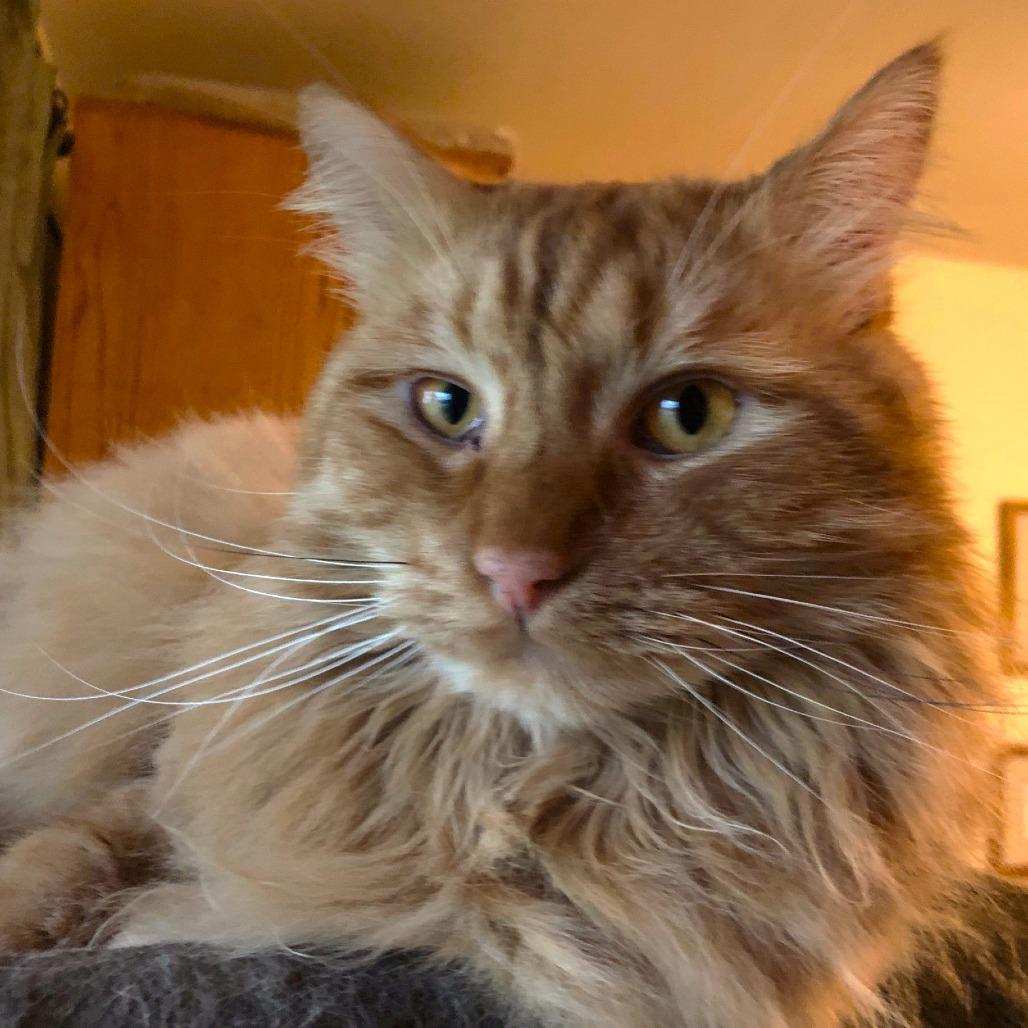 Enlarge Wetzel, a Adoptable Domestic Long Hair in Springfield, OR image 1/3