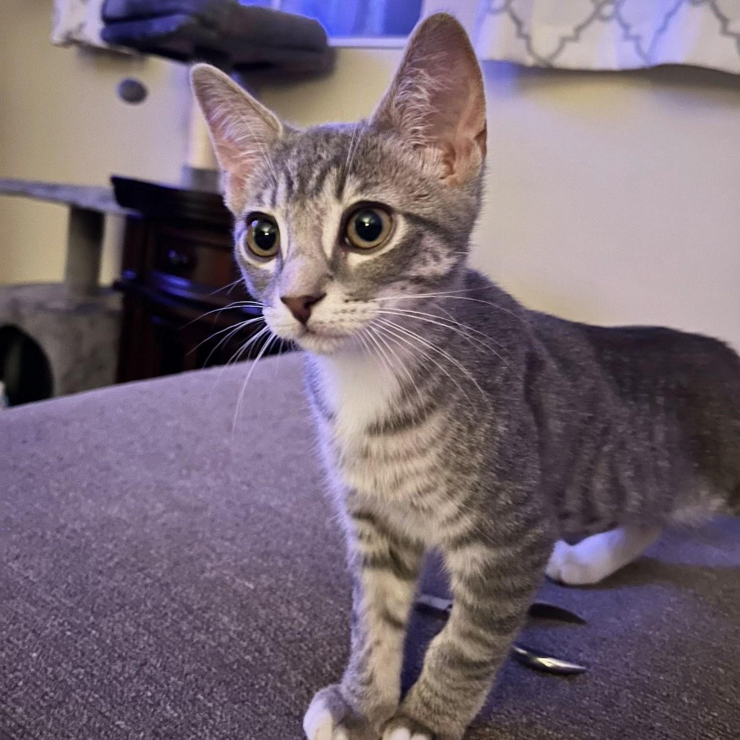 Enlarge Sadie, an adopted Domestic Short Hair in Irvine, CA image 2/4