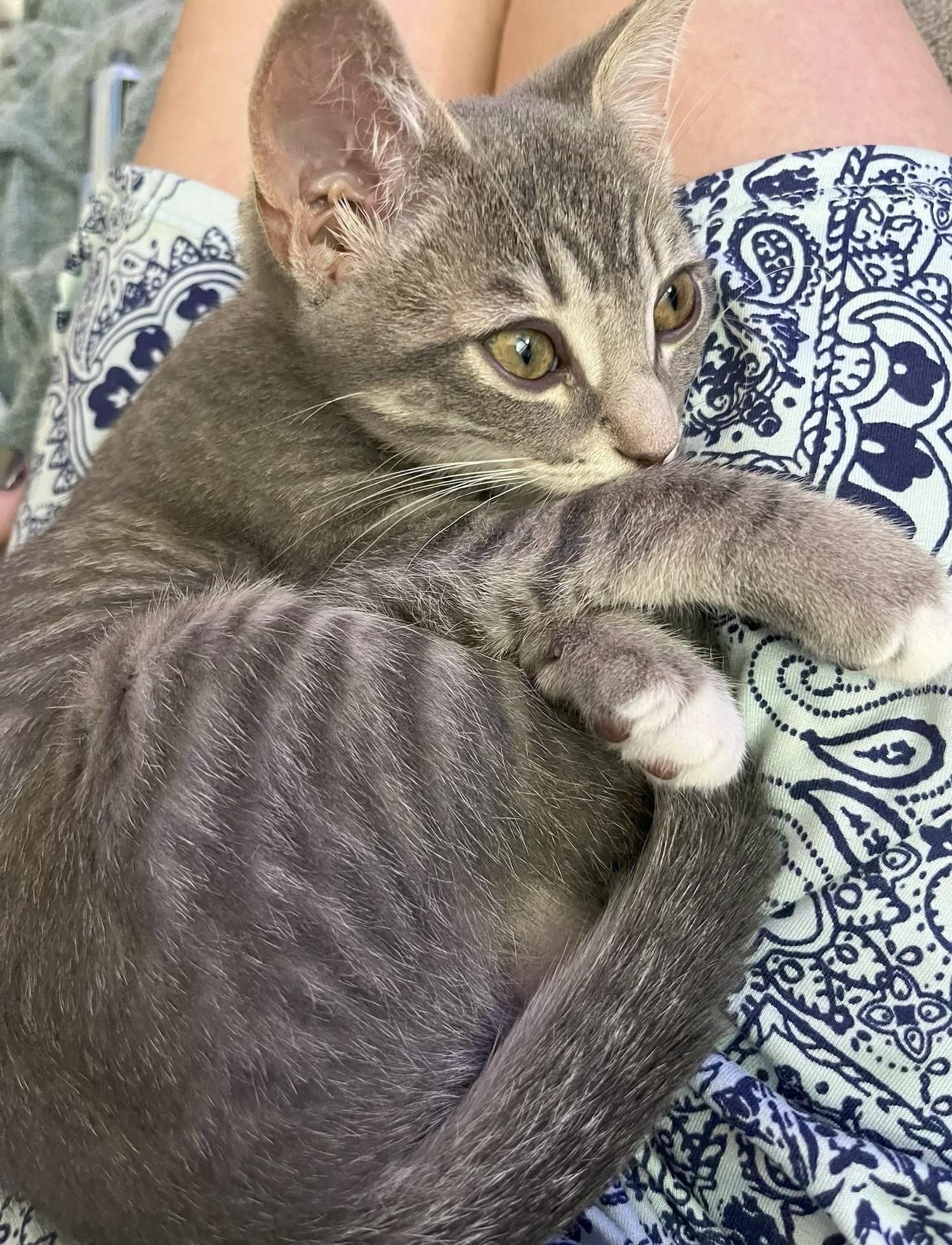 Enlarge Sadie, an adopted Domestic Short Hair in Irvine, CA image 4/4