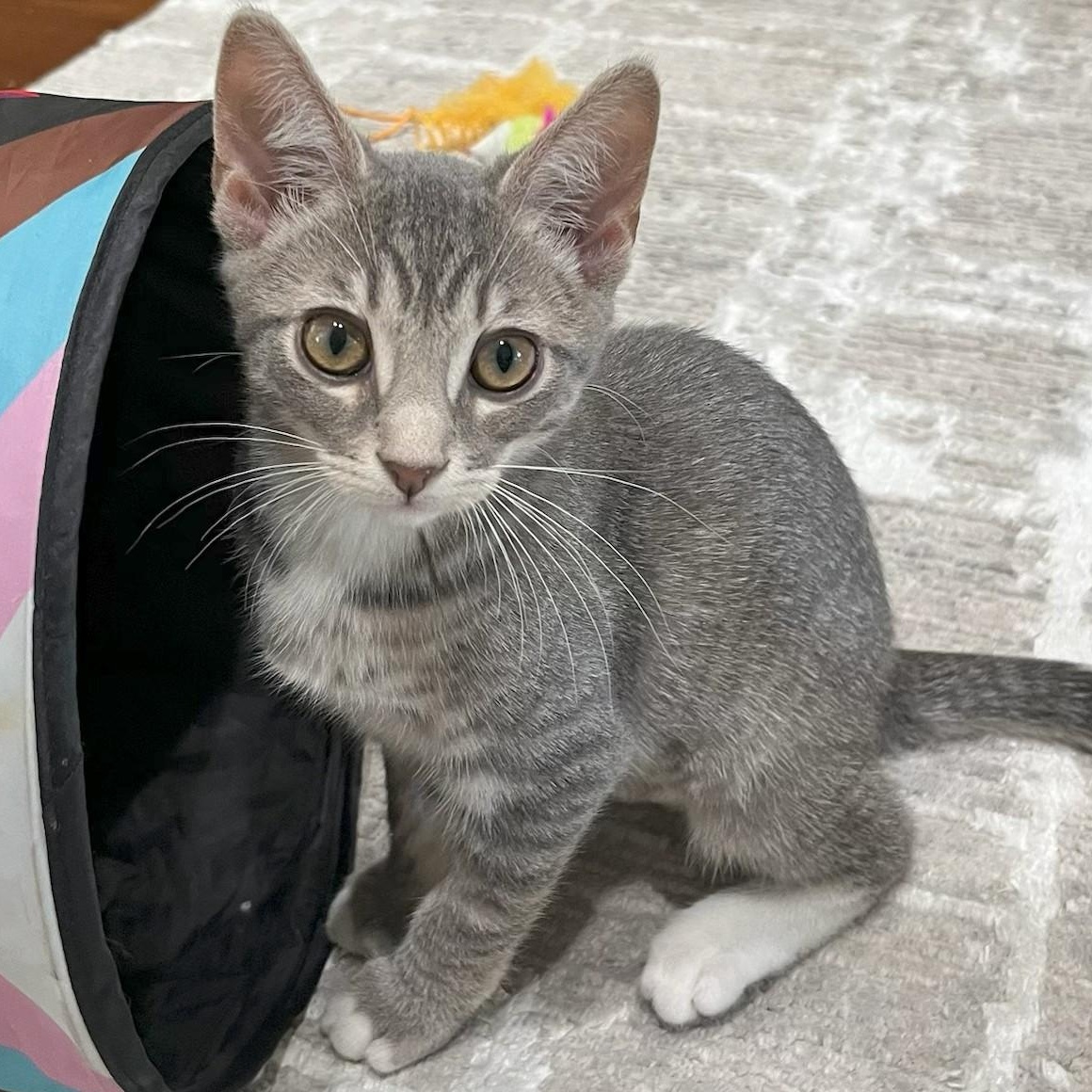 Sadie, ADOPTABLE, Kitten Female Domestic Short Hair.