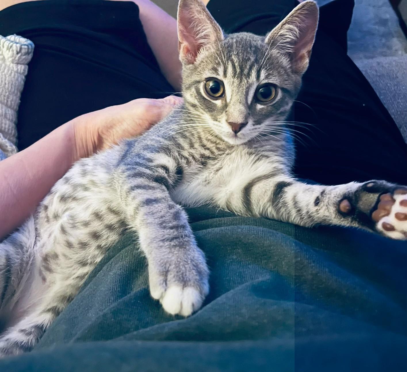 Enlarge Sadie, an adopted Domestic Short Hair in Irvine, CA image 3/4