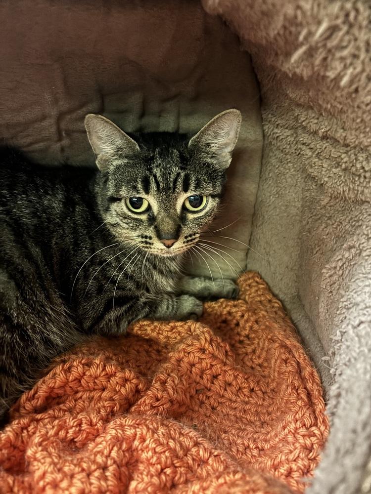 Jennie, Adoptable, Young Female Domestic Short Hair.