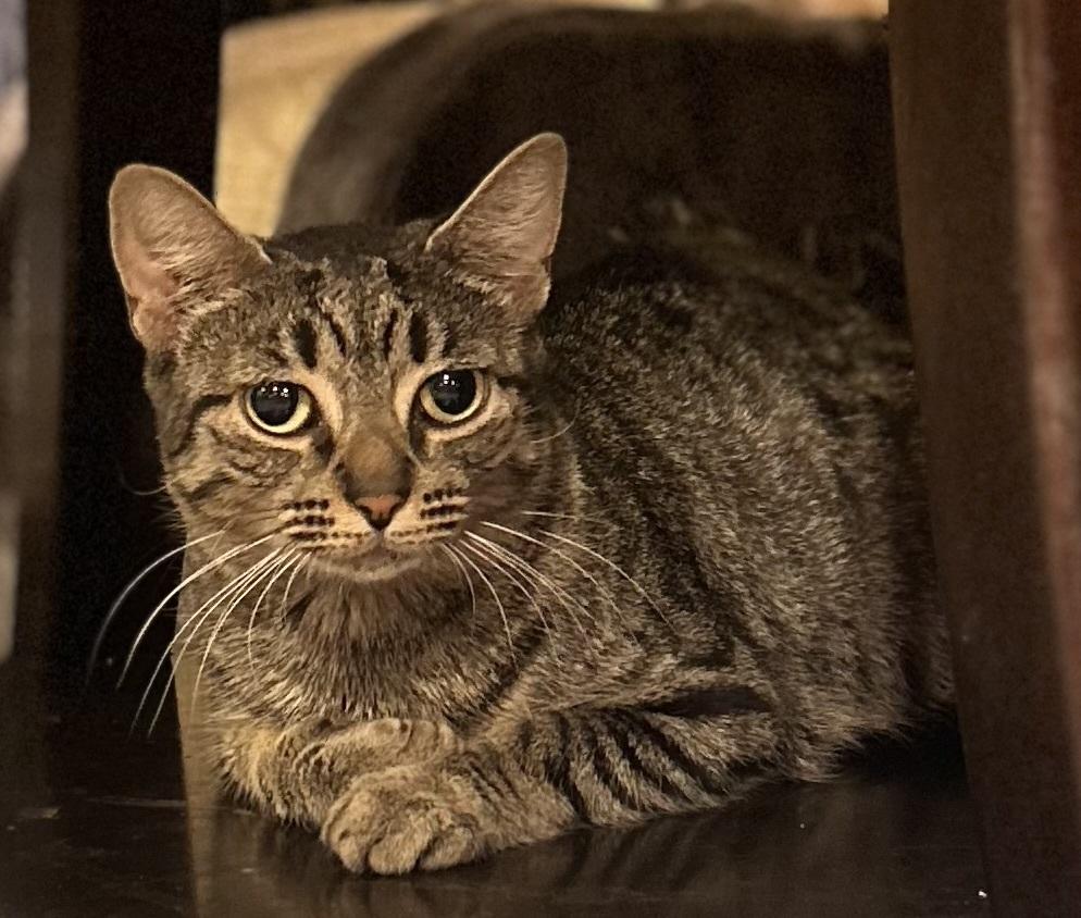 Enlarge Jennie, a Adoptable Domestic Short Hair in Westwood, NJ image 2/2