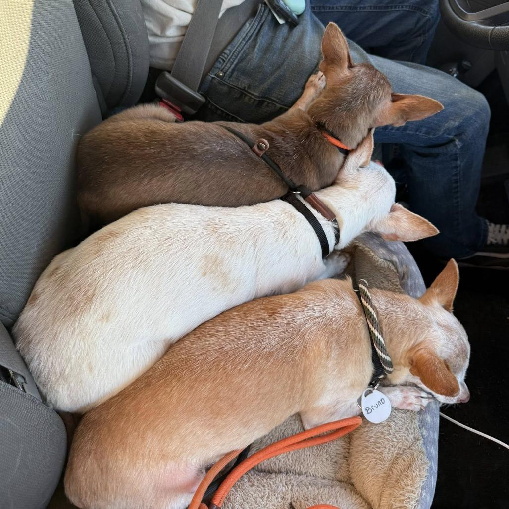 Donna — thumbnail 2