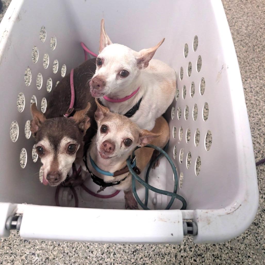 Donna — thumbnail 3