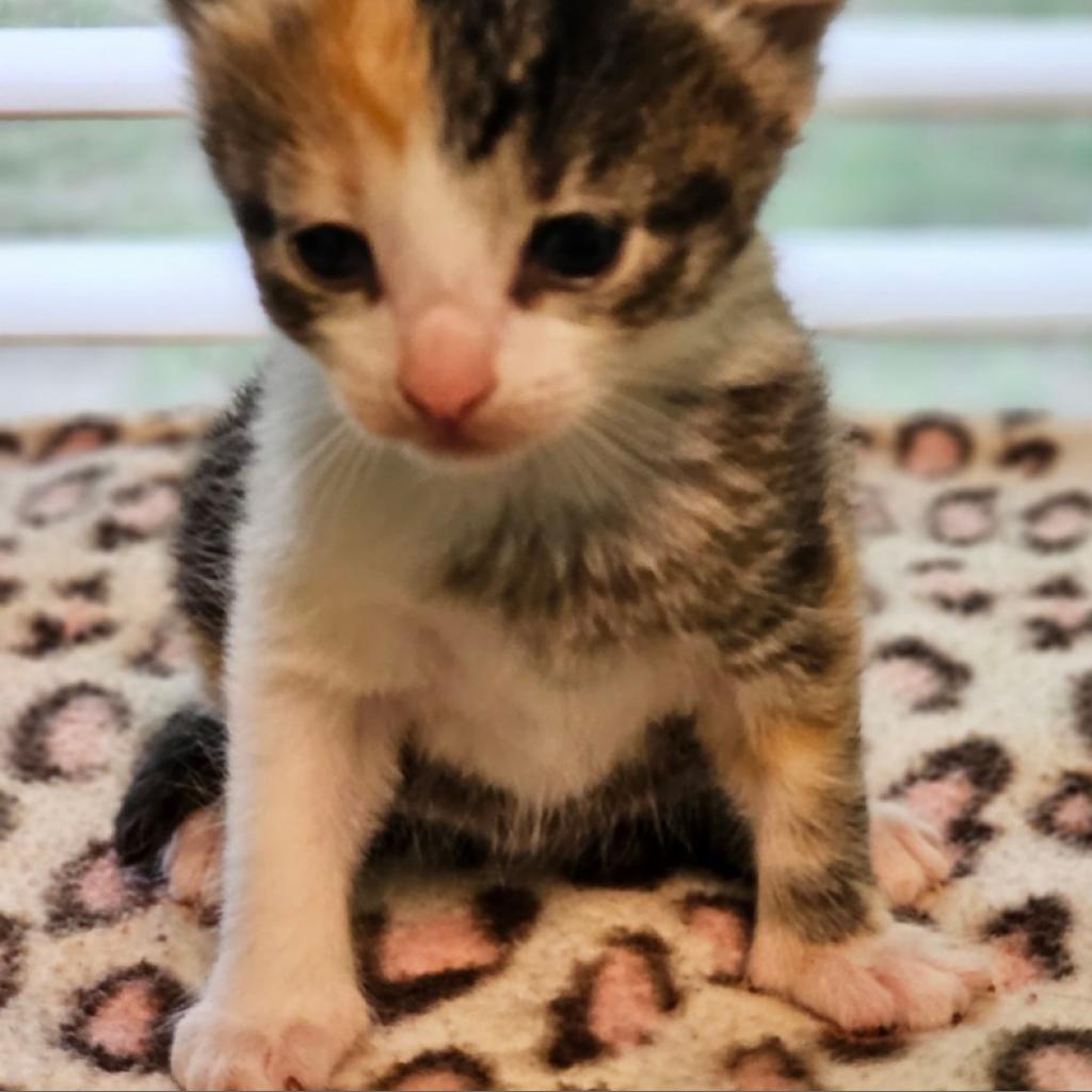 Enlarge Alice, a Adoptable Domestic Short Hair in Greensboro, NC image 2/3