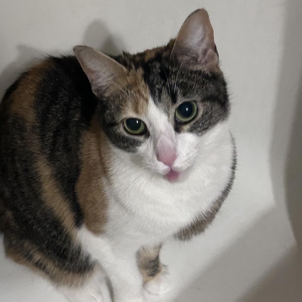 Enlarge Alice, a Adoptable Domestic Short Hair in Greensboro, NC image 3/3