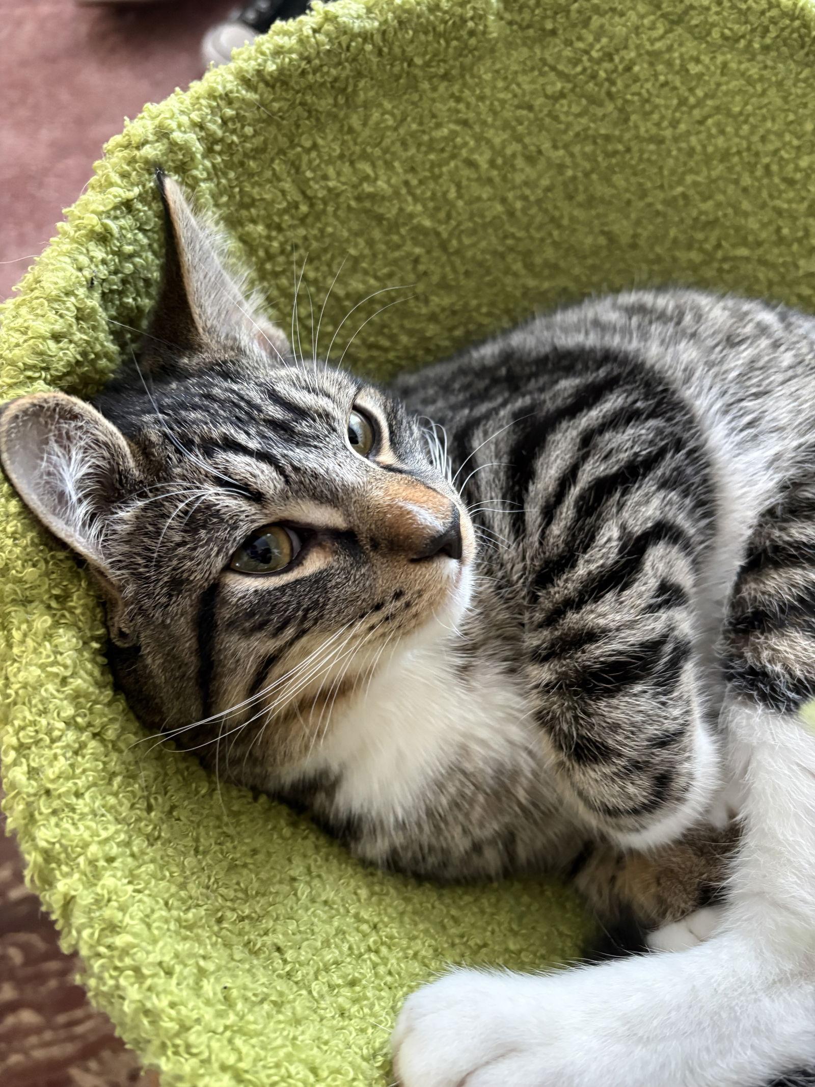 Enlarge Auggie, a Adoptable Domestic Short Hair in Crystal, MN image 2/3