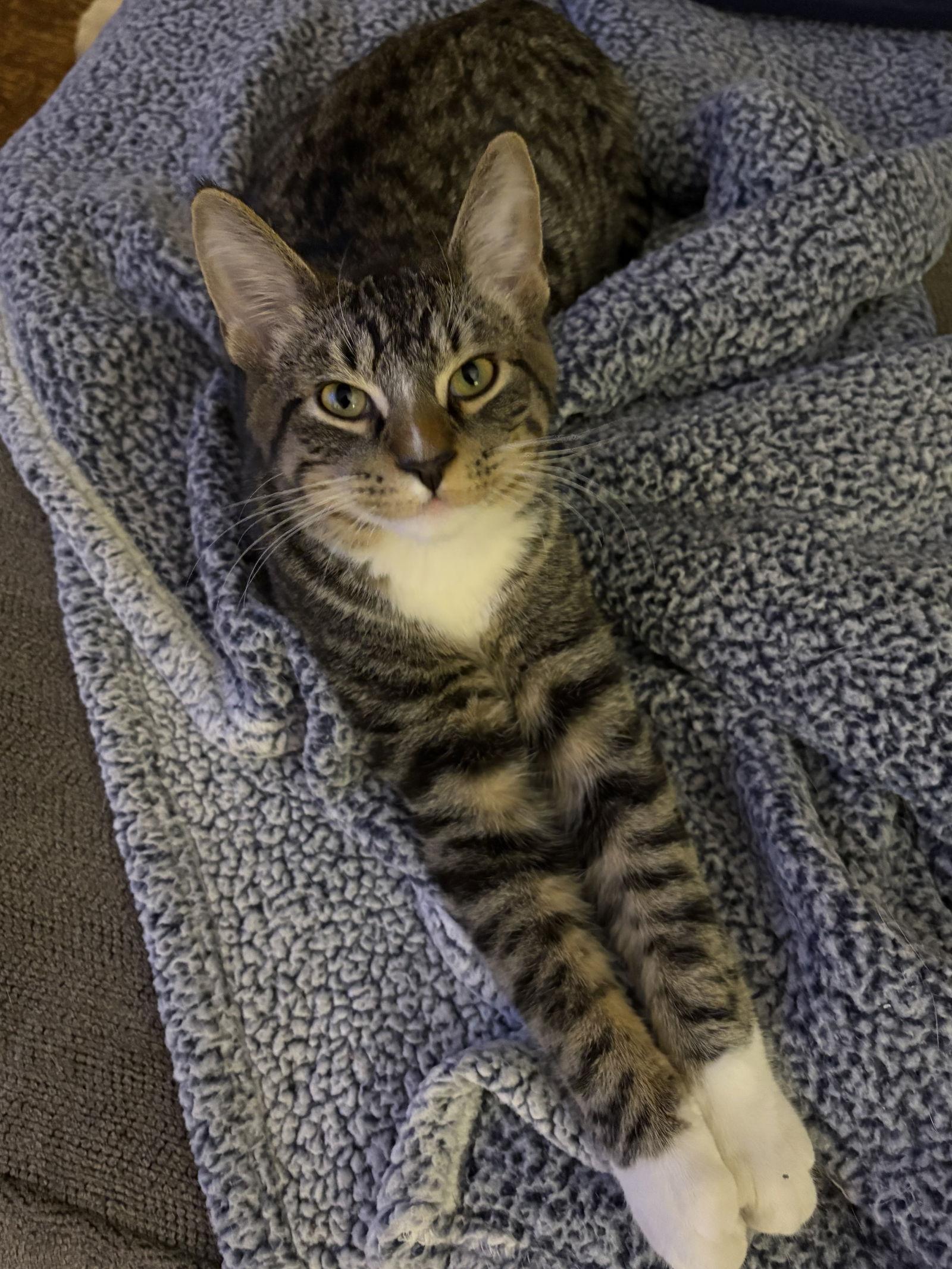 Enlarge Auggie, a Adoptable Domestic Short Hair in Crystal, MN image 3/3