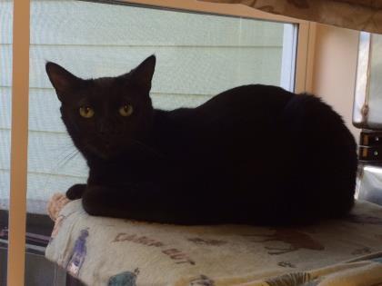 Shadow, a Adoptable Domestic Short Hair in Pompano Beach, FL image 1/2