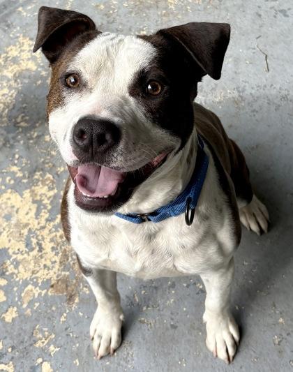 Benjamin, Adoptable, Adult Male Mixed Breed & Mixed Breed.