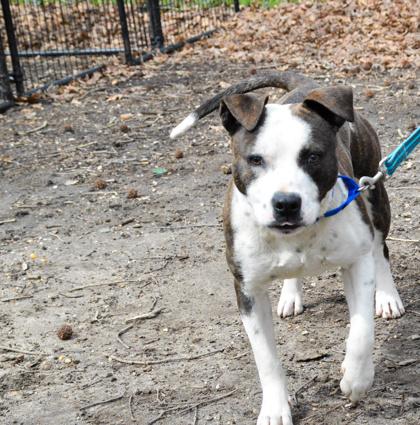 Enlarge Benjamin, a Adoptable Mixed Breed in West Chester, PA image 2/3
