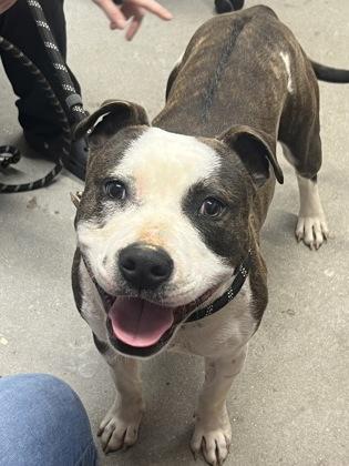 Enlarge Benjamin, a Adoptable Mixed Breed in West Chester, PA image 3/3