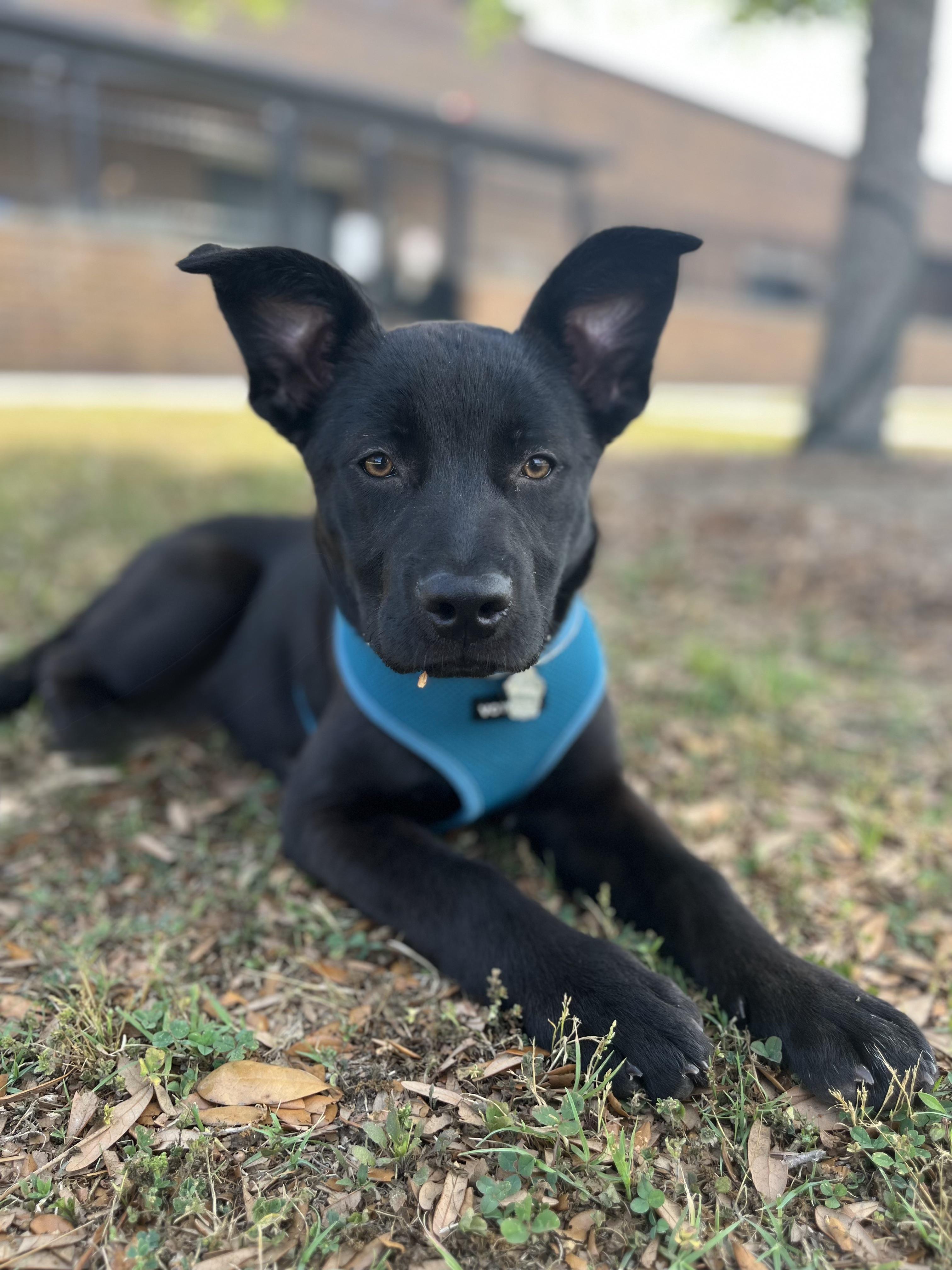 Enlarge Eleanor, an adopted mixed breed in Mount Pleasant, SC image 1/1