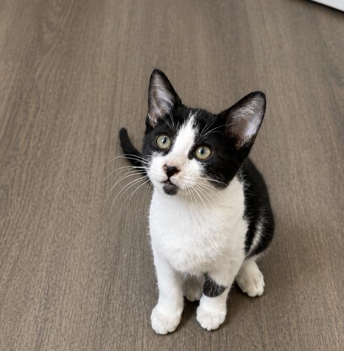 Blossom, Adopted, Young Female Domestic Short Hair.