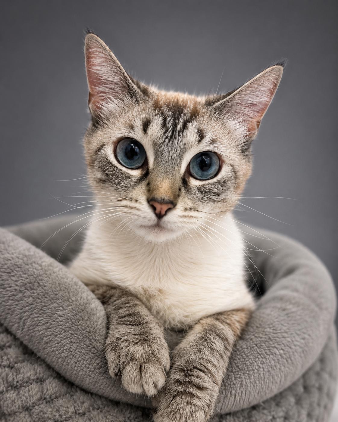 Enlarge Pebbles, a Adoptable Siamese in Houston, TX image 1/5