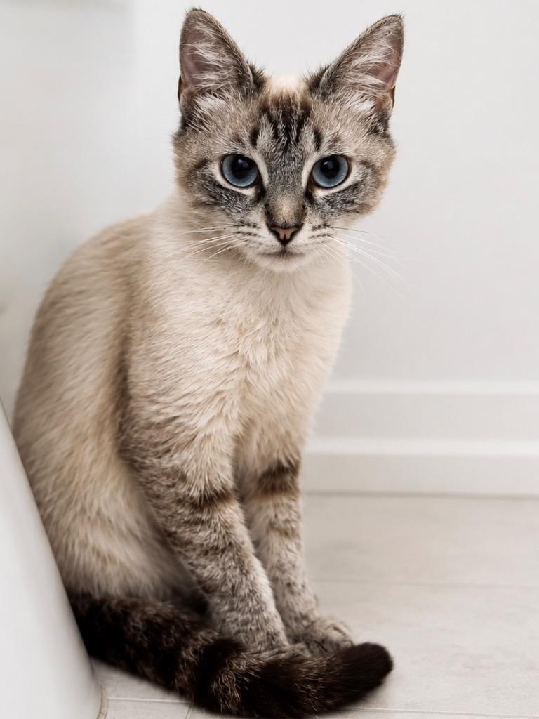Enlarge Pebbles, a Adoptable Siamese in Houston, TX image 2/5