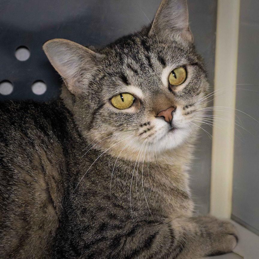 Alice, Adoptable, Young Female Domestic Short Hair.