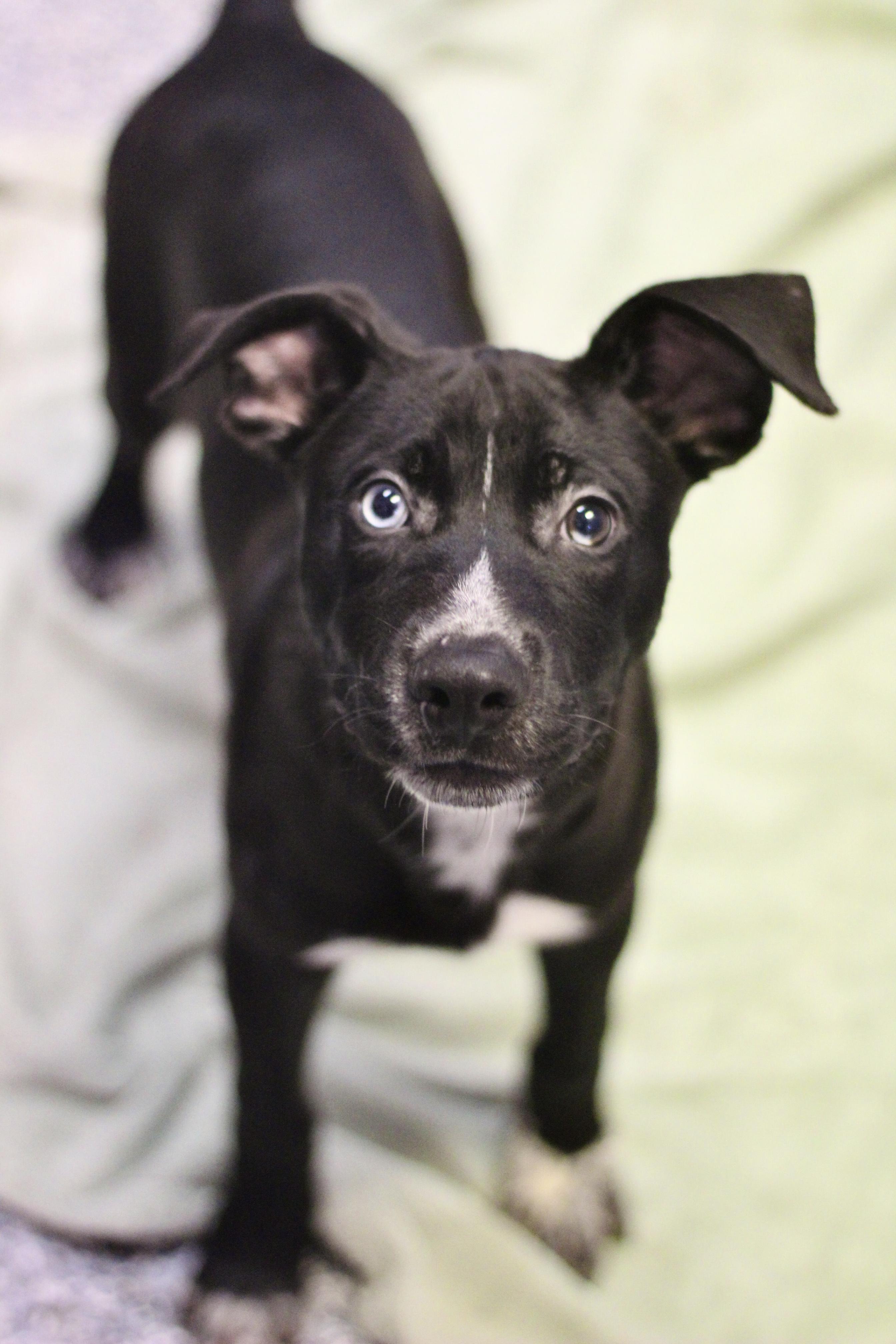 Dunlop in NH! Come Meet our Adoptable Dogs Wednesday-Saturday. More info in Bio!