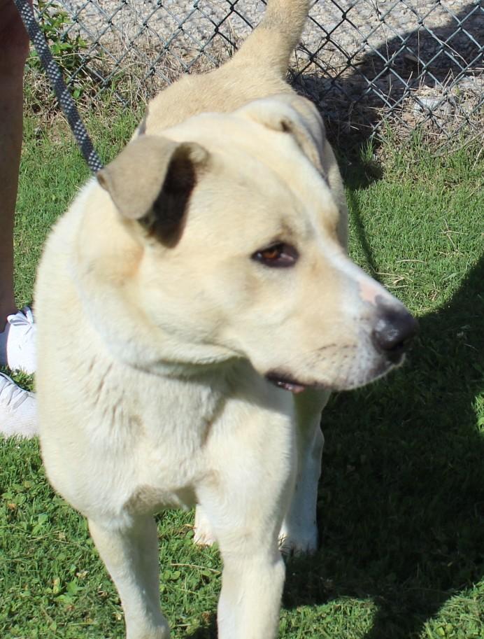 LIBERTY, a ADOPTABLE mixed breed in Claremore, OK image 3/3