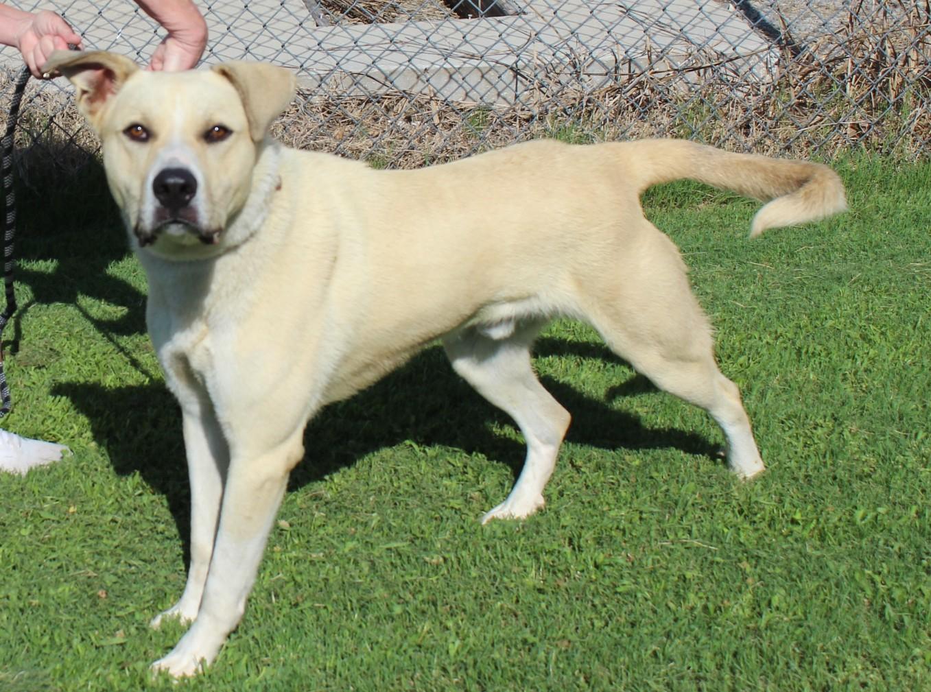 LIBERTY, a ADOPTABLE mixed breed in Claremore, OK image 2/3
