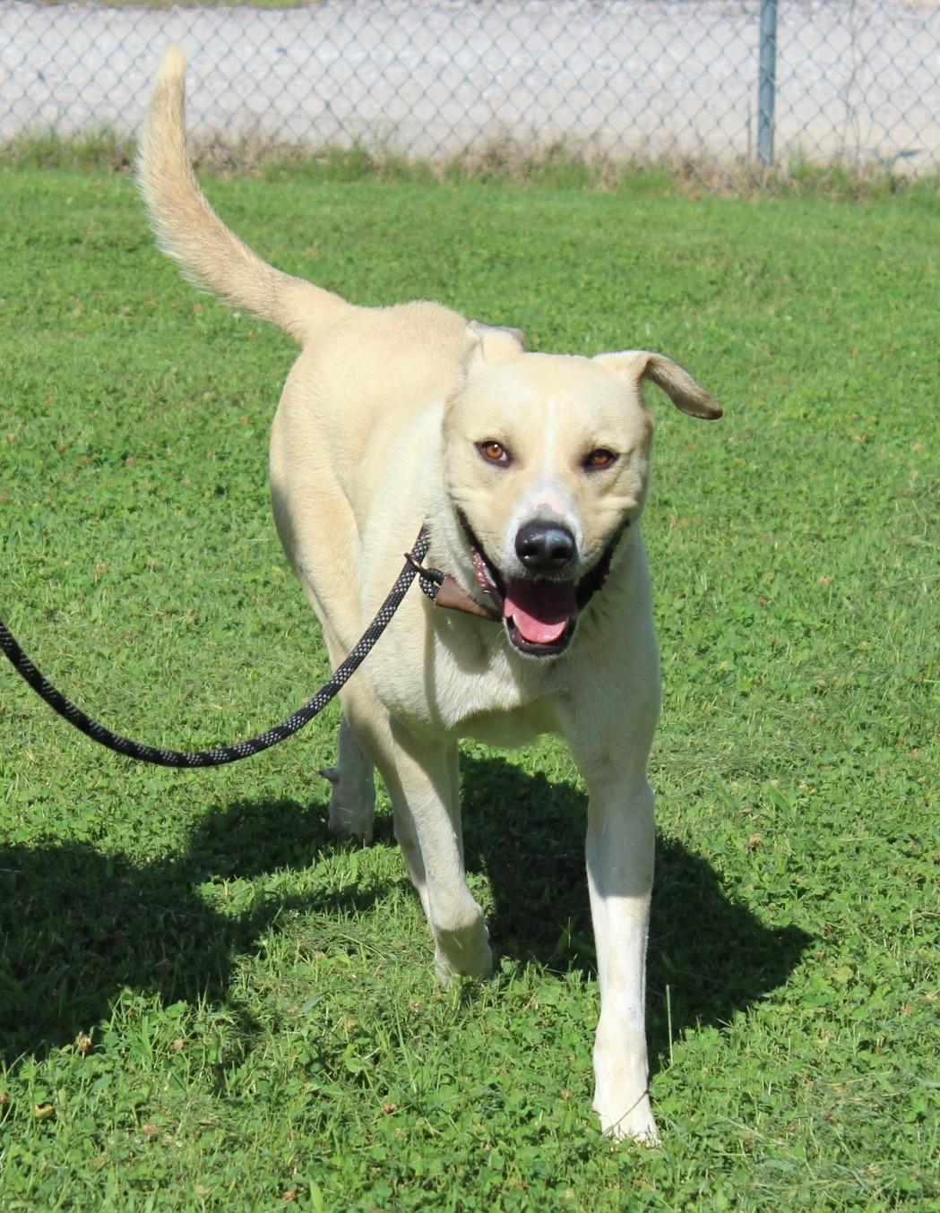 LIBERTY, a ADOPTABLE mixed breed in Claremore, OK image 1/3
