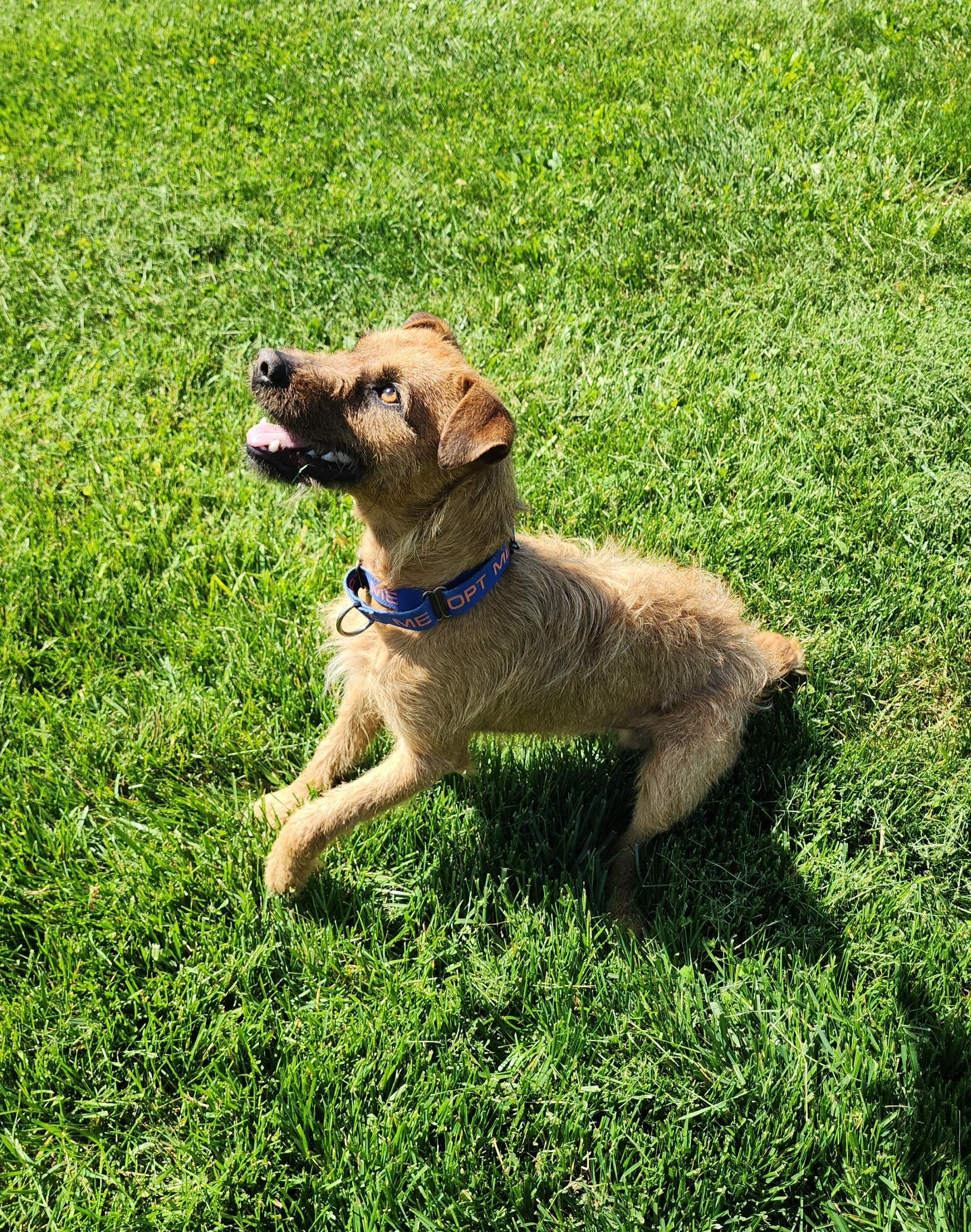 Cash, an adopted mixed breed in Fairfield, IA image 1/3