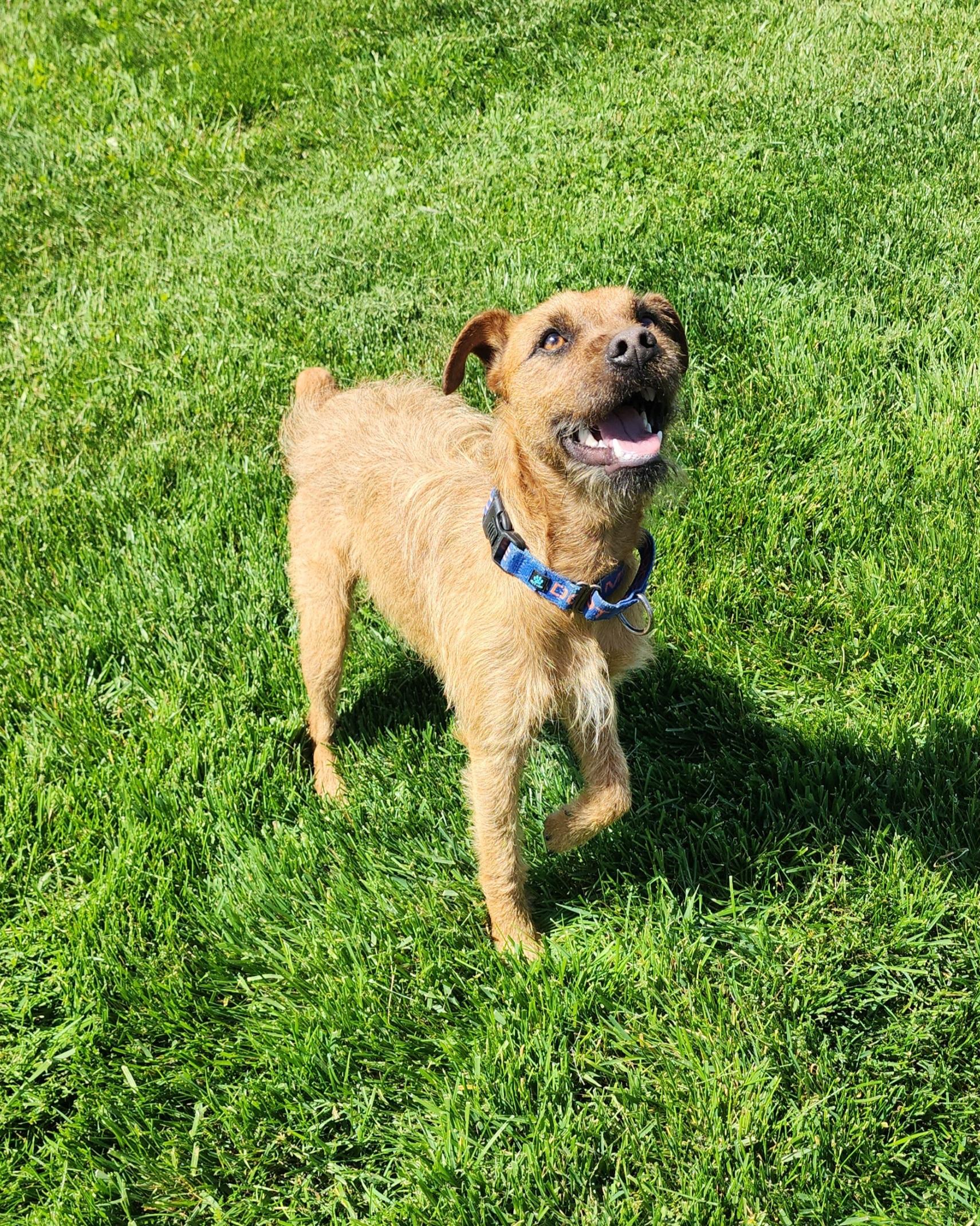 Cash, an adopted mixed breed in Fairfield, IA image 2/3