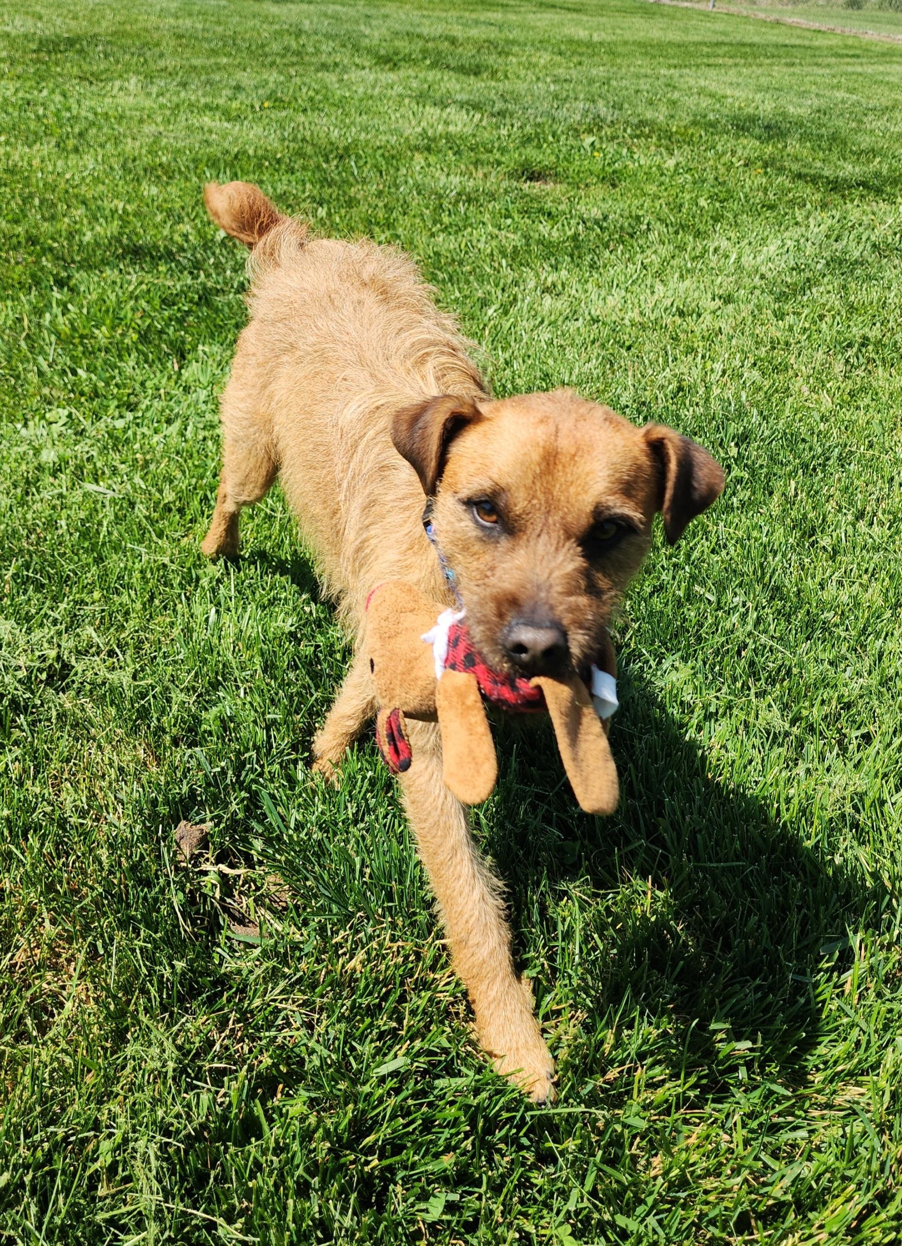 Cash, an adopted mixed breed in Fairfield, IA image 3/3