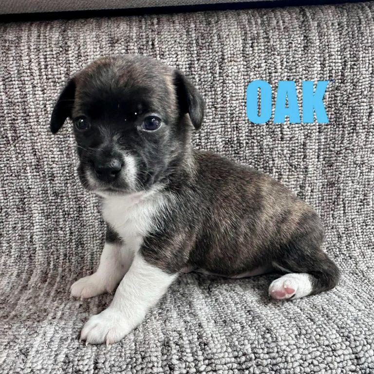 Enlarge Oak, a Adoptable Chihuahua in Wilmington, NC image 1/2