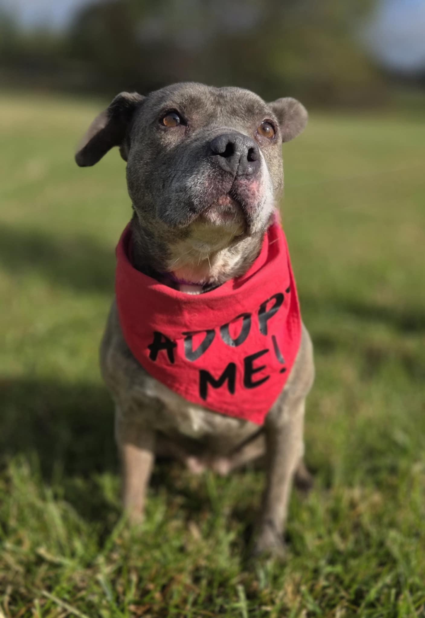 Enlarge Sophie Sue, a ADOPTABLE mixed breed in O'Fallon, MO image 4/4