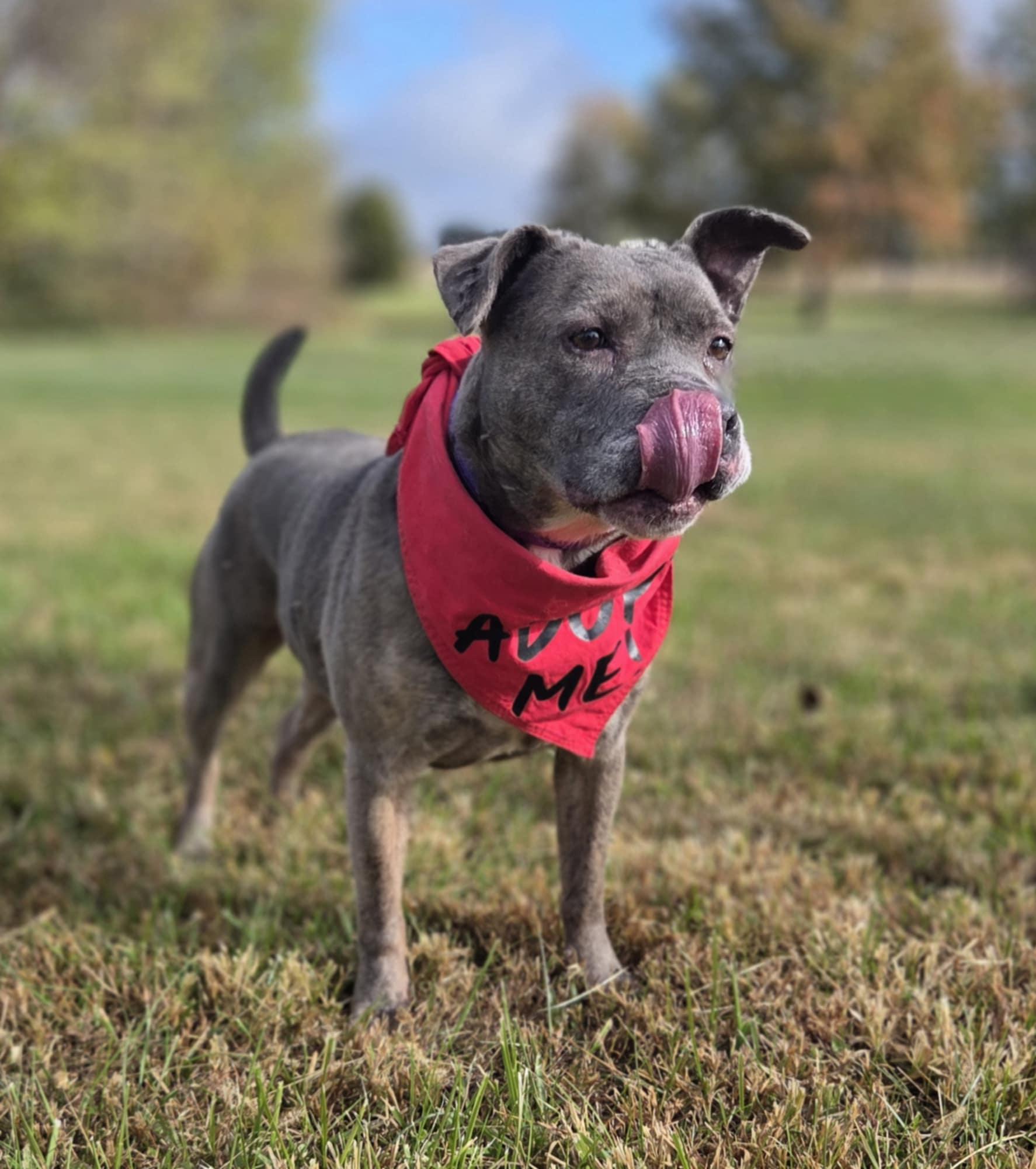 Enlarge Sophie Sue, a ADOPTABLE mixed breed in O'Fallon, MO image 1/4