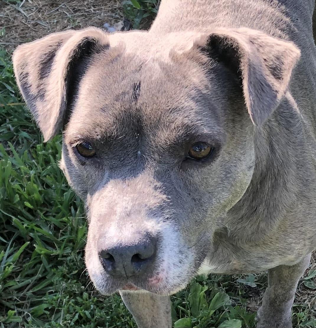 Enlarge Sophie Sue, a ADOPTABLE mixed breed in O'Fallon, MO image 2/4