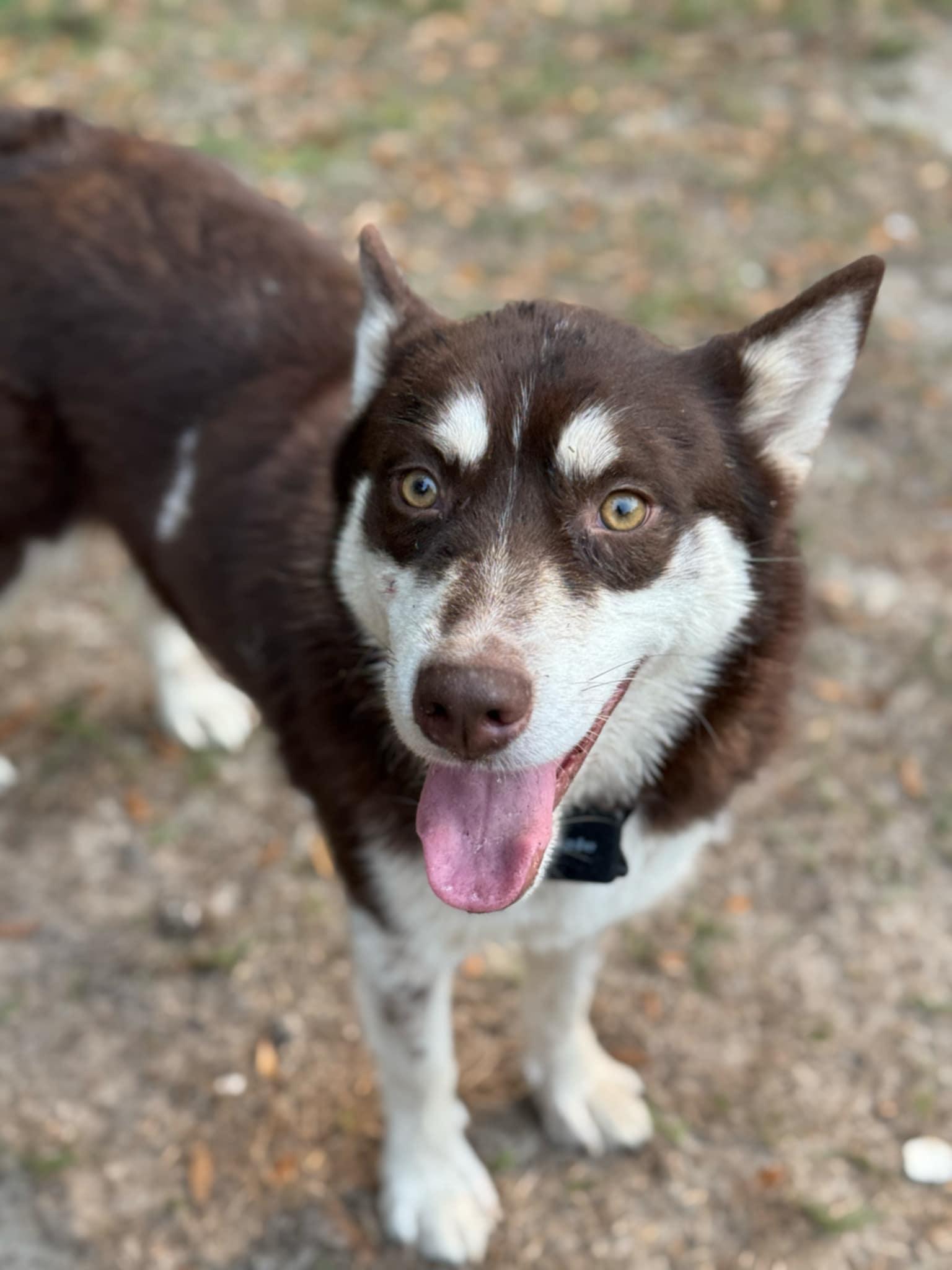 Gibbs, Adoptable, Young Male Siberian Husky.
