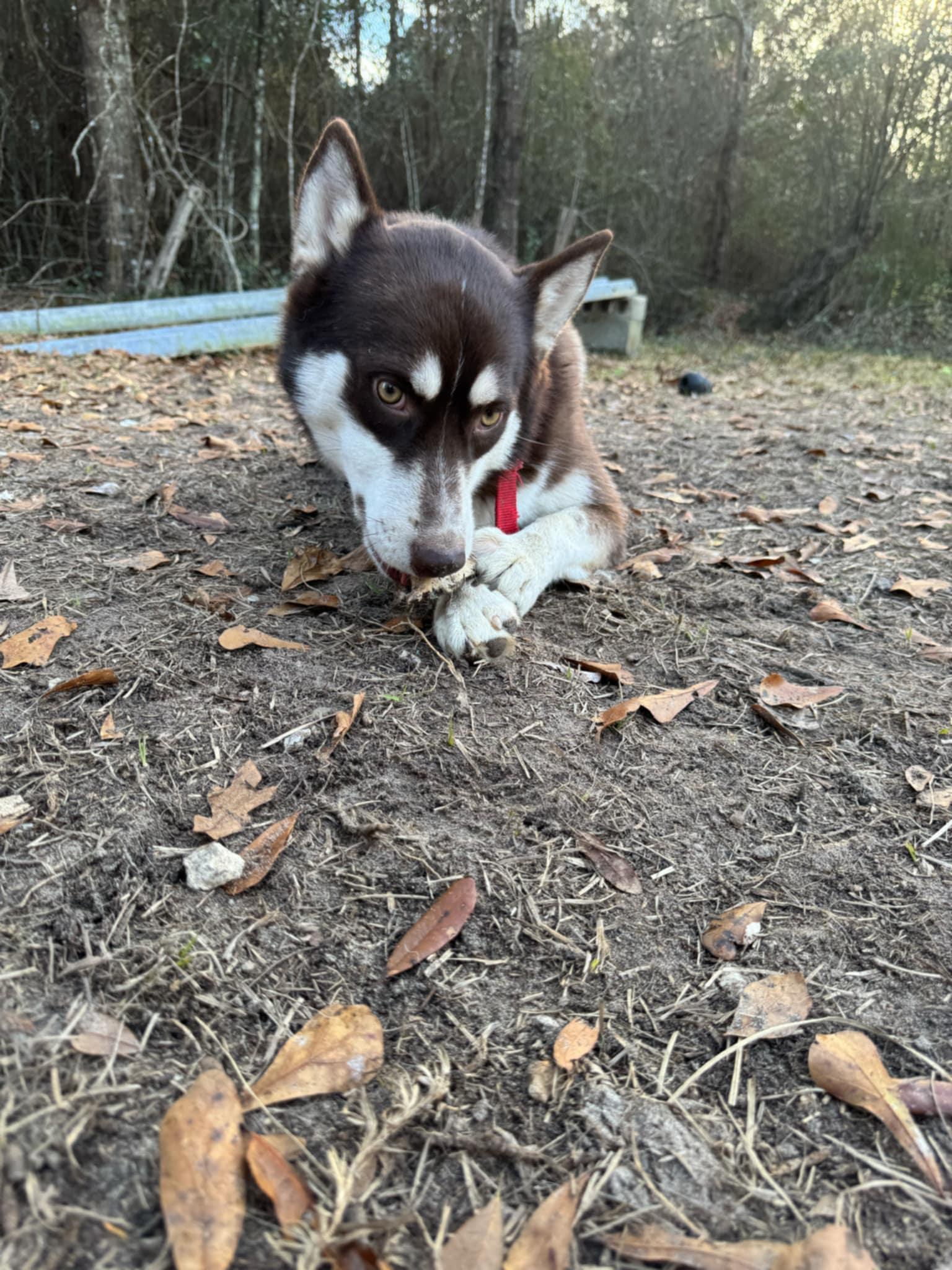 Enlarge Gibbs, a Adoptable Siberian Husky in Lakeland, FL image 2/2