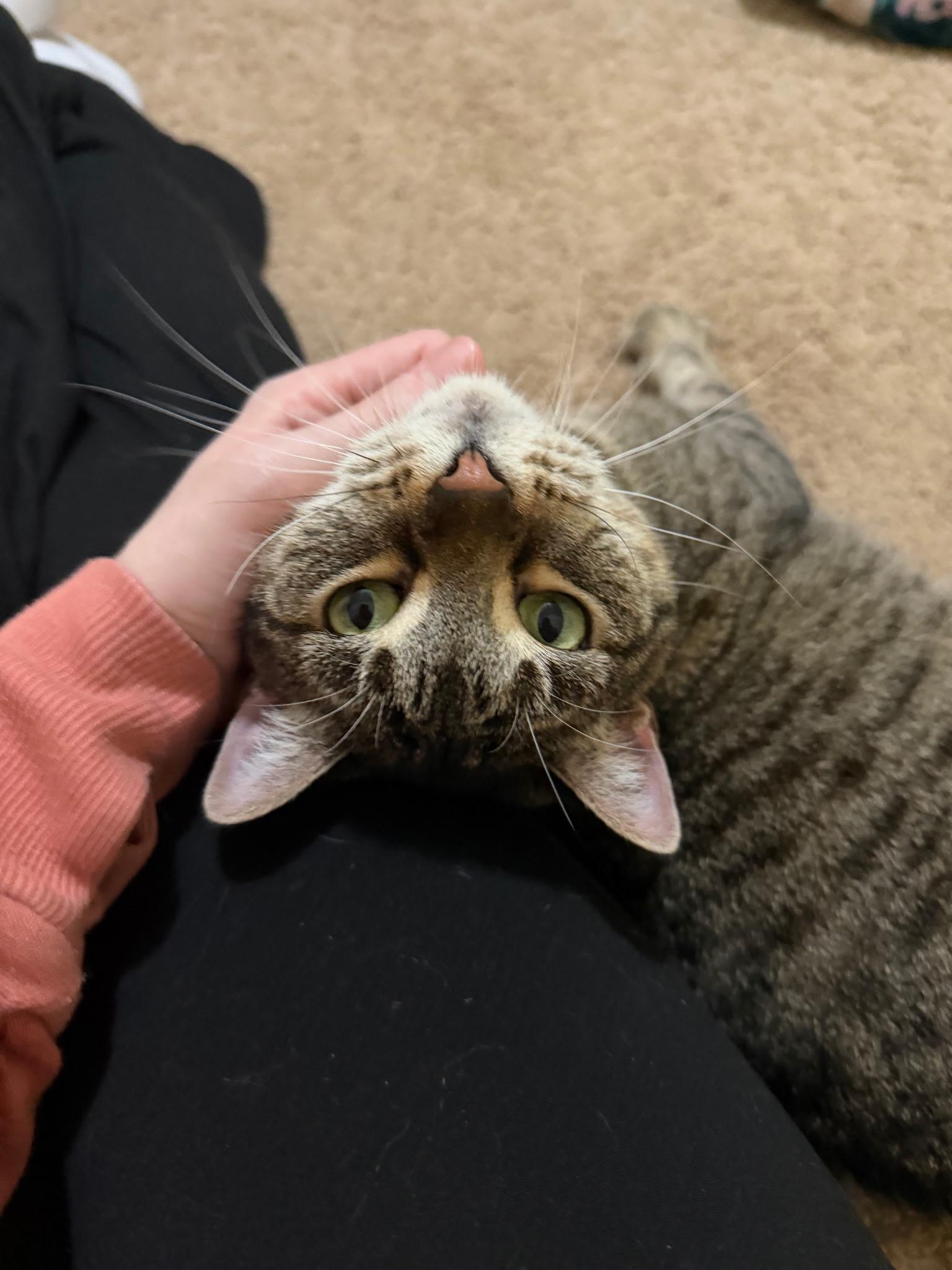 Enlarge Thelma , a Adoptable Domestic Short Hair in Orlando, FL image 6/6