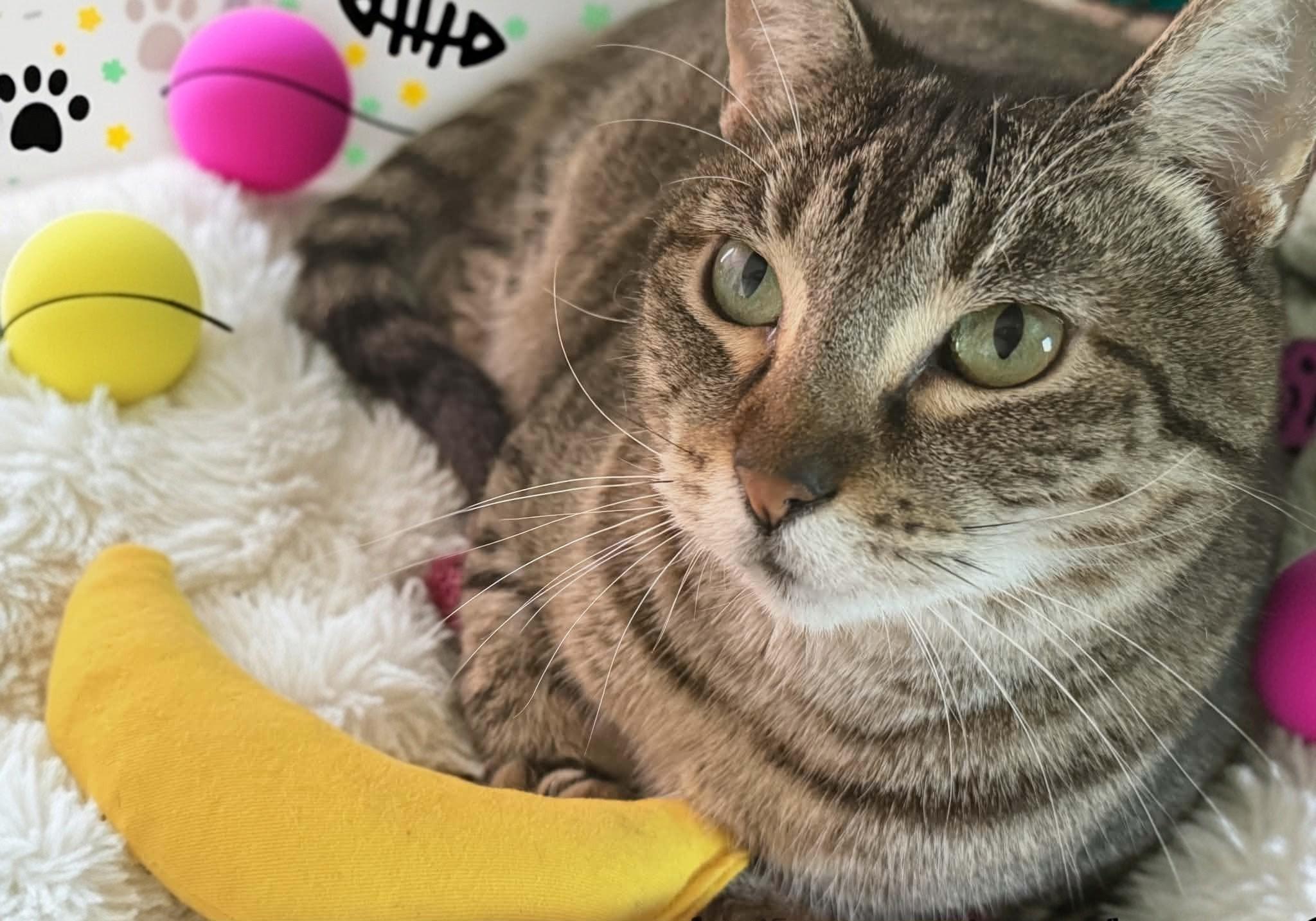 Thelma , a Adoptable Domestic Short Hair in Orlando, FL image 1/6