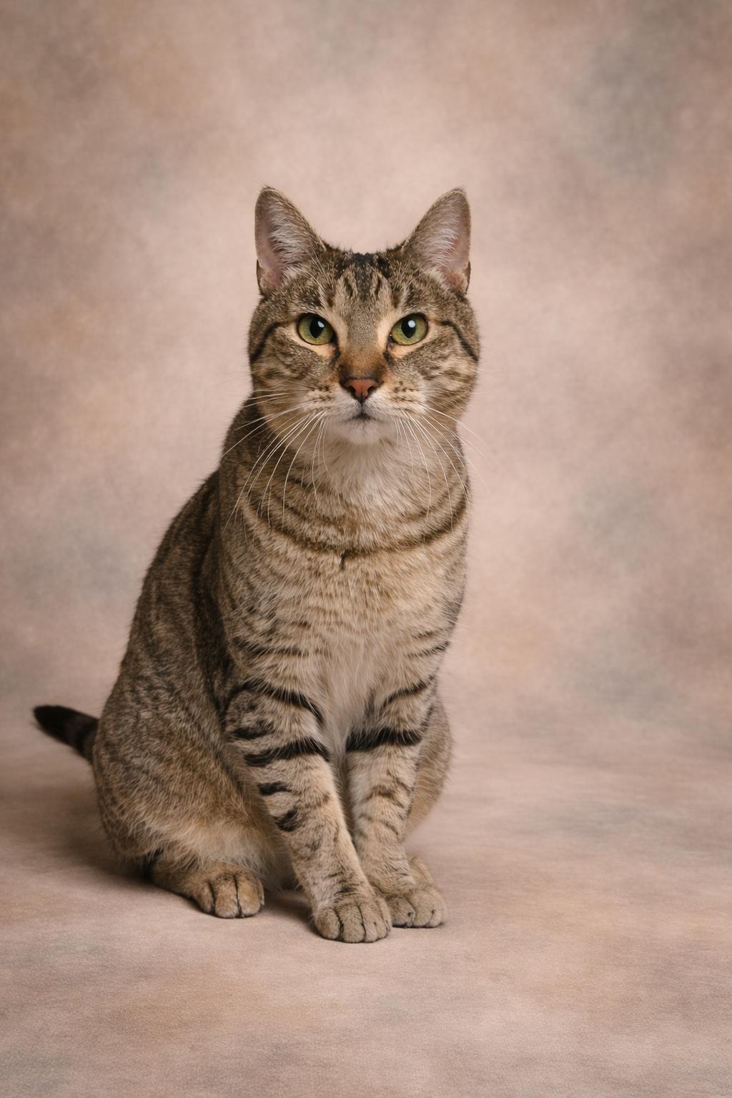 Enlarge Thelma , a Adoptable Domestic Short Hair in Orlando, FL image 1/6