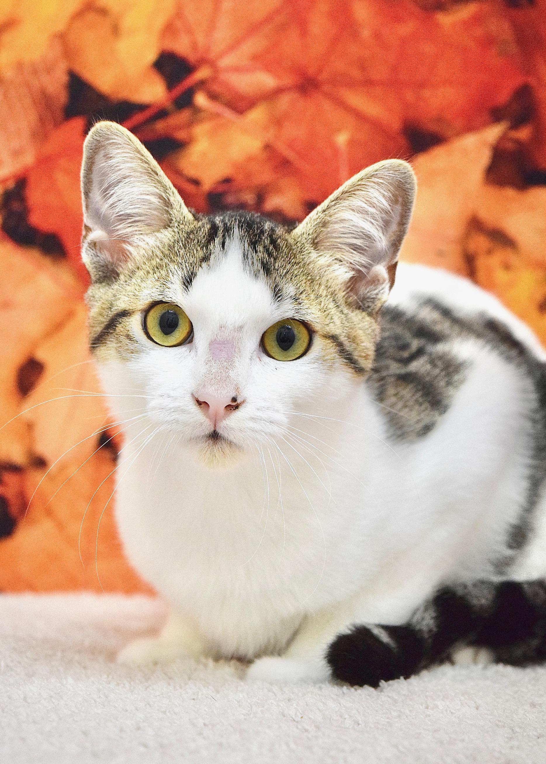 Pocus, Adoptable, Kitten Male Domestic Short Hair.